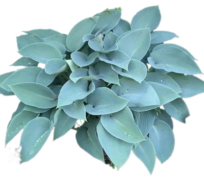 Хоста Лав Пат, Гор17 М в интернет гипермаркете «Планета Лета». Фото