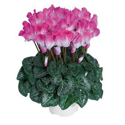 Цикламен INDIAKA, Гор14 М в интернет гипермаркете «Планета Лета». Фото