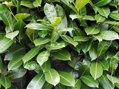 Лавровишня Etna ф.шар, Гор28, Выс90-100 И в интернет гипермаркете «Планета Лета». Фото