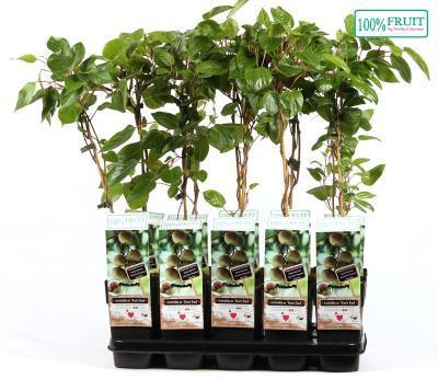 Актинидия аргута Кенс Рэд (жен) П в интернет гипермаркете «Планета Лета». Фото