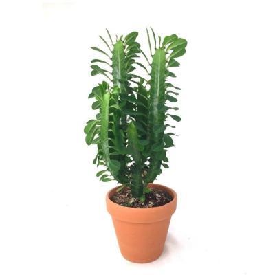 Эуфорбия Trigona, Гор19, Выс80 в интернет гипермаркете «Планета Лета». Фото