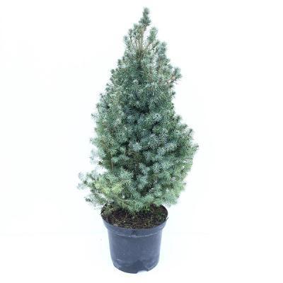 Ель колючая Blue Mountain, Гор35, Выс120 в интернет гипермаркете «Планета Лета». Фото