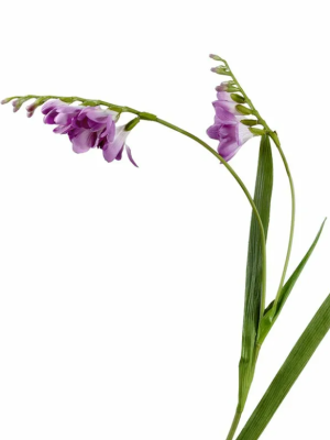 Фрезия сиреневая в-80 см, 2 ветки 12/72 30.0610045LV в интернет гипермаркете «Планета Лета». Фото