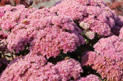 Очиток, Гор9, Выс11 в интернет гипермаркете «Планета Лета». Фото