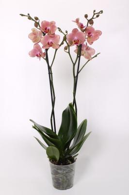 Фаленопсис 2 pp Pirate Picot, Гор12, Выс60 в интернет гипермаркете «Планета Лета». Фото