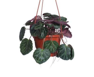 Камнеломка подвес, Гор25 М в интернет гипермаркете «Планета Лета». Фото