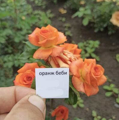 Роза бордюрная Оранж беби ОКС в интернет гипермаркете «Планета Лета». Фото