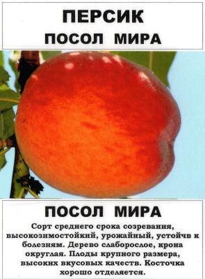 Персик Посол мира 2-летка С4 Выс120 в интернет гипермаркете «Планета Лета». Фото