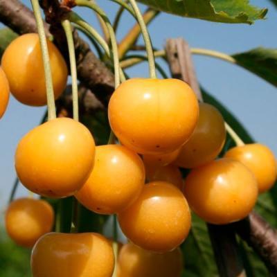 Черешня Дрогана жёлтая 2-летка ОКС Н150 в интернет гипермаркете «Планета Лета». Фото