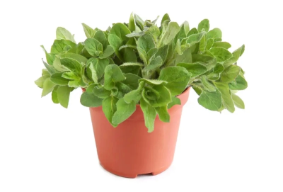 Майоран, Гор14, Выс25 в интернет гипермаркете «Планета Лета». Фото