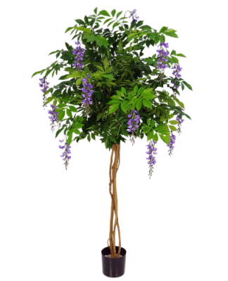 Глициния штамб, Гор24, Выс60 в интернет гипермаркете «Планета Лета». Фото