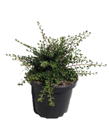 Кизильник горизонт.Streib's Findlin, Гор17, Выс25 в интернет гипермаркете «Планета Лета». Фото