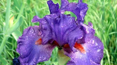 Ирис Beetroot, М в интернет гипермаркете «Планета Лета». Фото