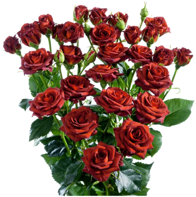 Роза спрей Чокочино Гор 23 М в интернет гипермаркете «Планета Лета». Фото