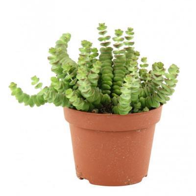 Крассула Marnieriana, Гор11, Выс30, уц1 в интернет гипермаркете «Планета Лета». Фото