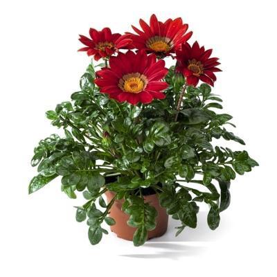 Гацания са, Гор9, Выс25 в интернет гипермаркете «Планета Лета». Фото