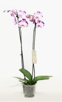 Фаленопсис 2 pp Happy dancer, Гор12, Выс70 в интернет гипермаркете «Планета Лета». Фото