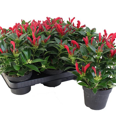 Эсхинантус Mix, Гор12, Выс60 в интернет гипермаркете «Планета Лета». Фото