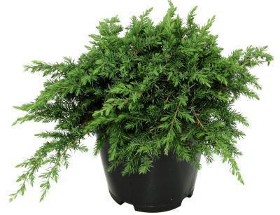 Можжевел.прибреж.Schlager, Гор32, Выс80 И в интернет гипермаркете «Планета Лета». Фото