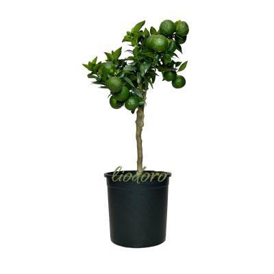 Цитрофортунелла Chinotto, Гор22, Выс90 в интернет гипермаркете «Планета Лета». Фото