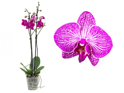 Фаленопсис 2 pp Happy Minho, Гор12, Выс65 в интернет гипермаркете «Планета Лета». Фото