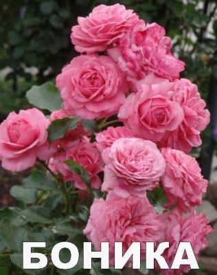 Роза флорибунда Боника C2 Выс30 в интернет гипермаркете «Планета Лета». Фото