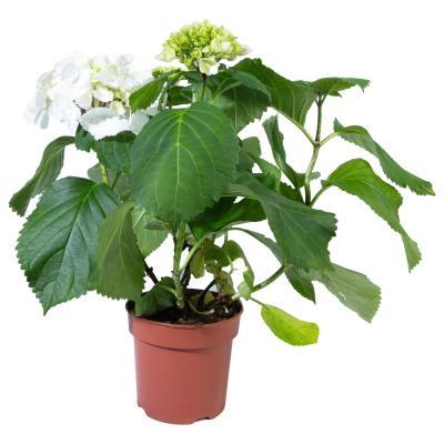 Гортензия крупноцв., Гор32, Выс75 в интернет гипермаркете «Планета Лета». Фото