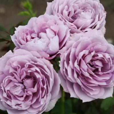 Роза флорибунда Новалис Гор 23 М в интернет гипермаркете «Планета Лета». Фото