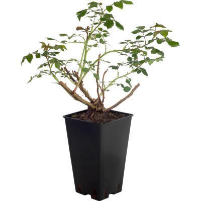 Роза плетистая Цезарь С2 в интернет гипермаркете «Планета Лета». Фото