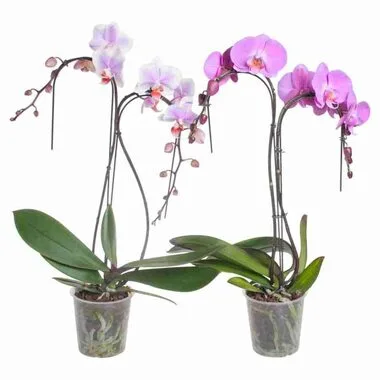 Фаленопсис 2 pp Palm, Гор12, Выс55 в интернет гипермаркете «Планета Лета». Фото