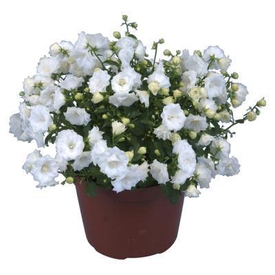 Кампанула White Wonder, Гор11, Выс20 в интернет гипермаркете «Планета Лета». Фото