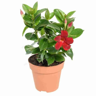 Дипладения, Гор13 М в интернет гипермаркете «Планета Лета». Фото