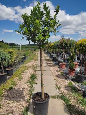 Лавр благородный штамб, Гор24, Выс60 И в интернет гипермаркете «Планета Лета». Фото