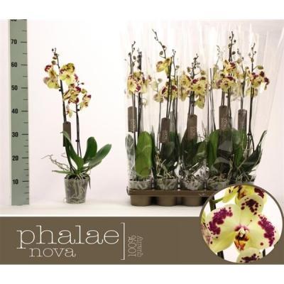 Декор "Скворечник" 13,5х12х17,5 см CC5550010 в интернет гипермаркете «Планета Лета». Фото