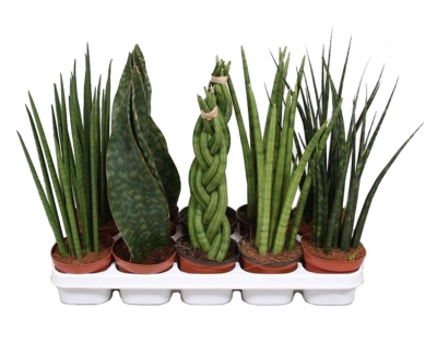 Сансевиерия Mix Гор11, Выс20 К в интернет гипермаркете «Планета Лета». Фото