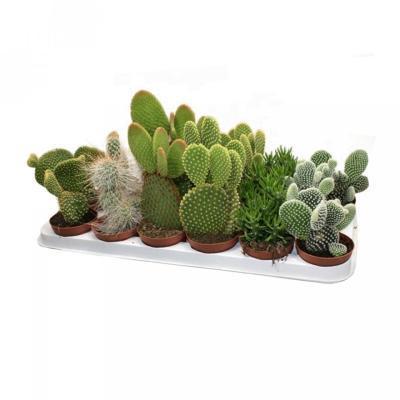 Опунция Mix, Гор5, Выс10 в интернет гипермаркете «Планета Лета». Фото