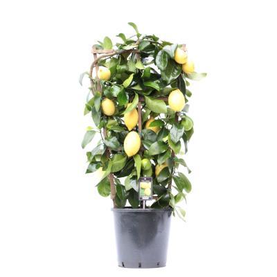 Цитрус Lemon, Гор20, Выс90 в интернет гипермаркете «Планета Лета». Фото