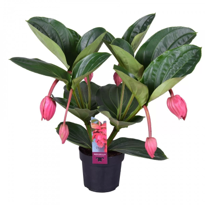 Мединилла Magnifica, Гор14, Выс40 в интернет гипермаркете «Планета Лета». Фото