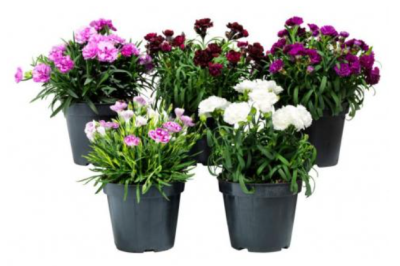 Гвоздика микс, Гор9, Выс10 в интернет гипермаркете «Планета Лета». Фото