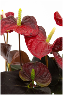 Антуриум Coral Champion, Гор14, Выс45 в интернет гипермаркете «Планета Лета». Фото