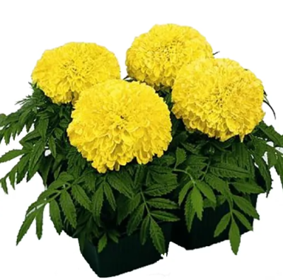 Тагетес прямост. клаета (1*4) М в интернет гипермаркете «Планета Лета». Фото