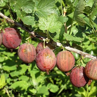 Крыжовник Садко П в интернет гипермаркете «Планета Лета». Фото