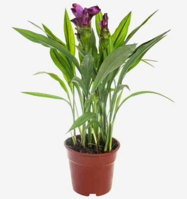 Куркума, Гор15, Выс55 в интернет гипермаркете «Планета Лета». Фото