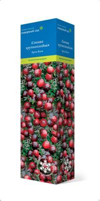 Клюква крупноплодная Эрли Блэк/ЦКор в интернет гипермаркете «Планета Лета». Фото