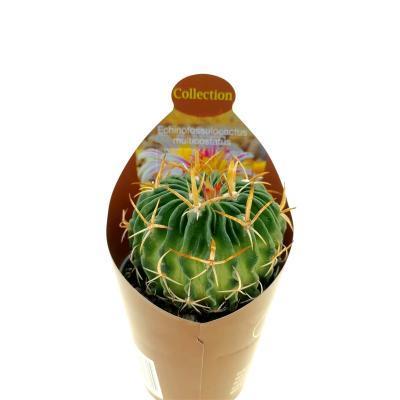 Эхинокактус Multicostatus, Гор7, Выс5 в интернет гипермаркете «Планета Лета». Фото