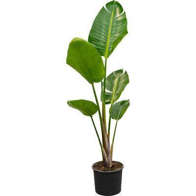 Стрелиция Nicolai, Гор21, Выс100 в интернет гипермаркете «Планета Лета». Фото