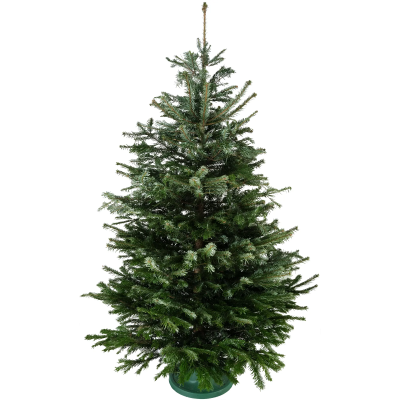 Пихта Нордмана, C45, Выс150-175 И в интернет гипермаркете «Планета Лета». Фото