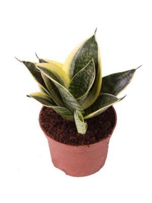 Сансевиерия Golden Hahnii, Гор11, Выс20-30 К в интернет гипермаркете «Планета Лета». Фото