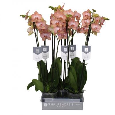 Фаленопсис 2 pp Anthura Ravello, Гор12, Выс70 в интернет гипермаркете «Планета Лета». Фото