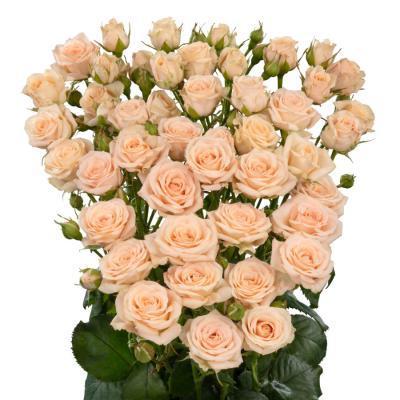 Роза спрей Яна Гор 23 М в интернет гипермаркете «Планета Лета». Фото